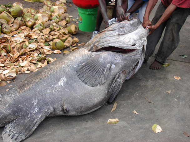 Fisherman drag a fish to market